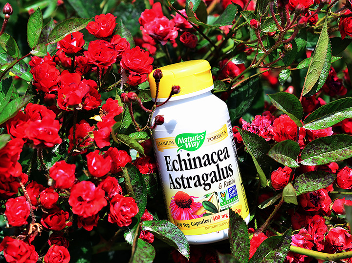 iherb.com, iherb.com отзывы, отзывы iherb.com, Nature's Way, Адаптогены: Nature's Way Echinacea Astragalus & Reishi, Nature's Way Echinacea Astragalus & Reishi